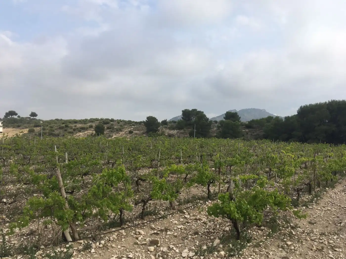 Residential land for sale in Novelda, imagen 8