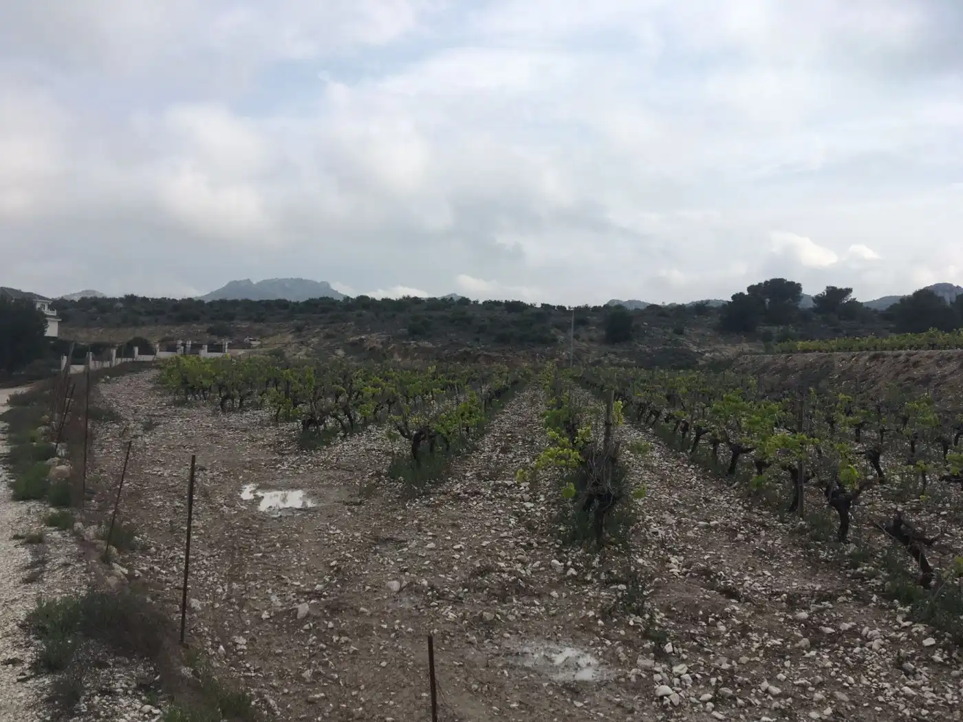 Residential land for sale in Novelda, imagen 10