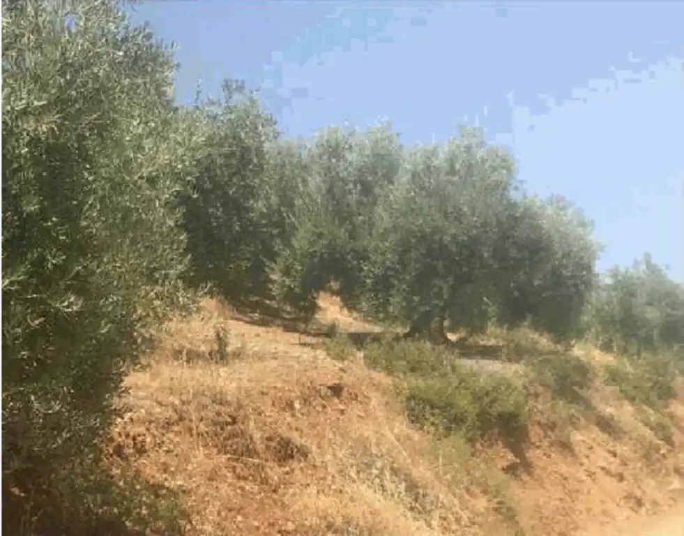 Terreni e lotti in vendita a Martos, imagen 4