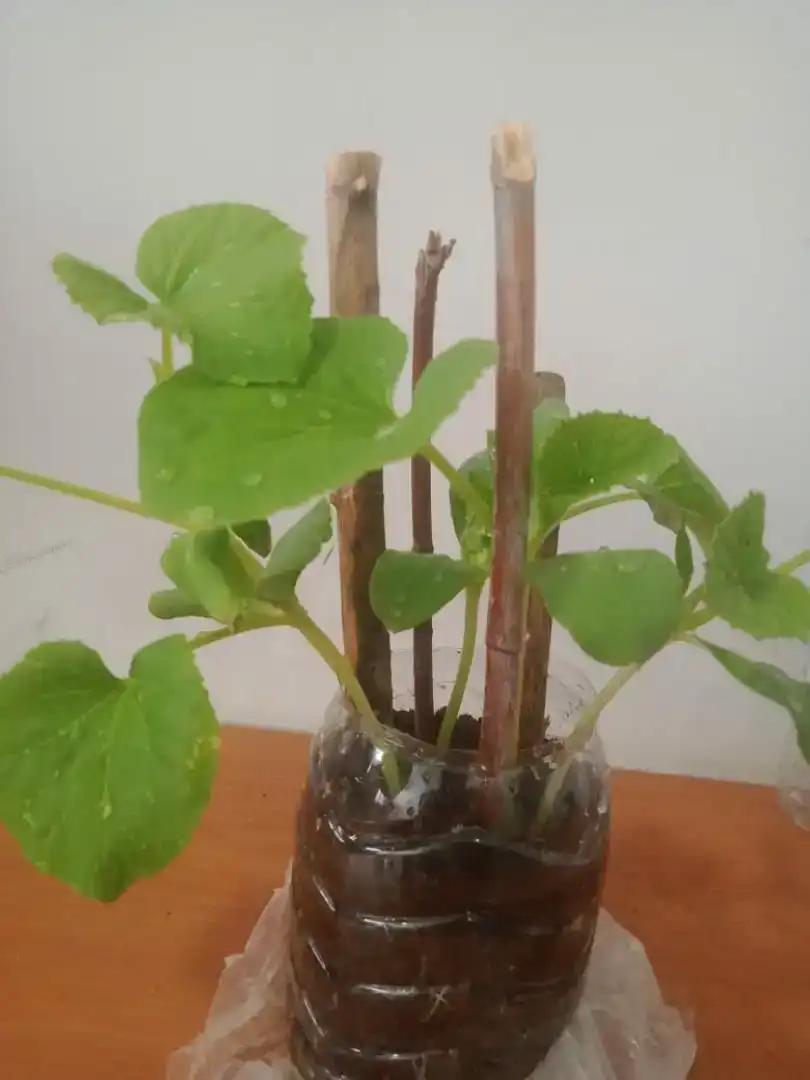 Garten von Wohnung zum Verkauf in Vila-real