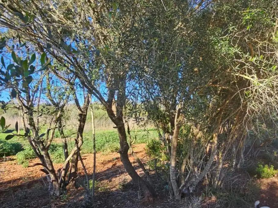 Land for sale in Inca