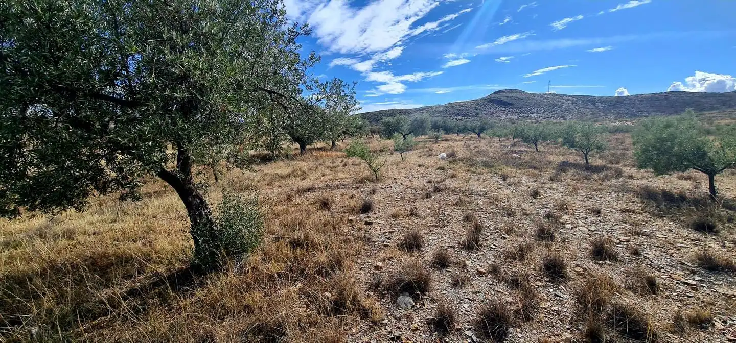 Lands and plots for sale in Campo de Gergal, imagen 10