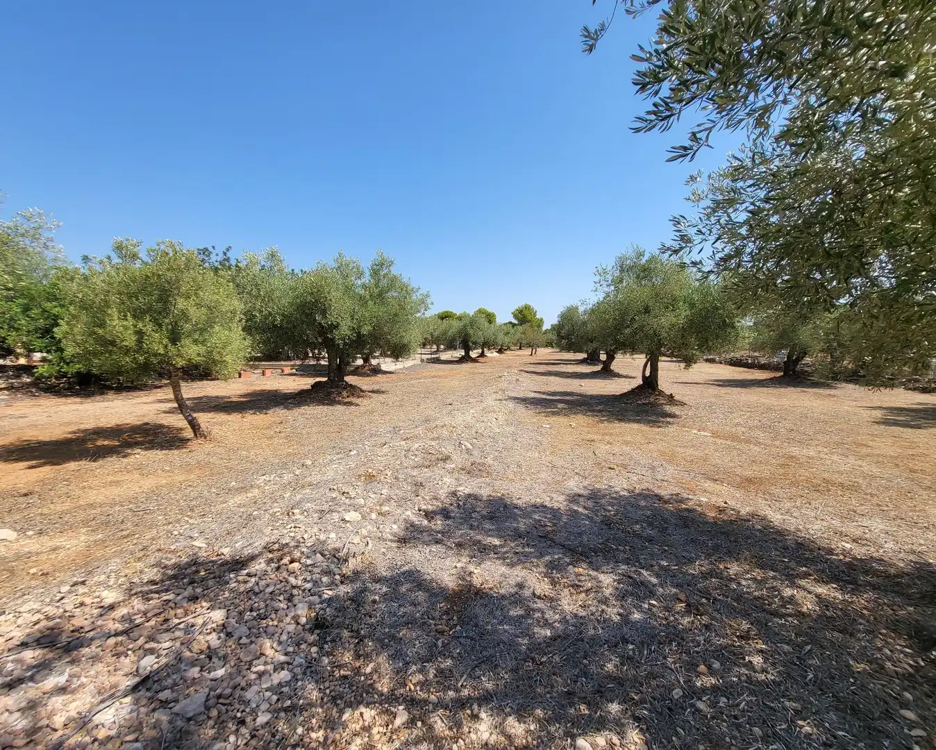 Landhaus mit Garten zum Verkauf in L'Ametlla de Mar pueblo, imagen 60