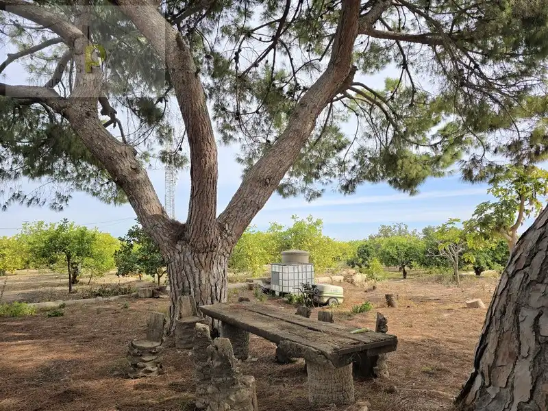 Jardí de Casa o xalet en venda en Elche / Elx amb Jardí privat, Terrassa i Traster