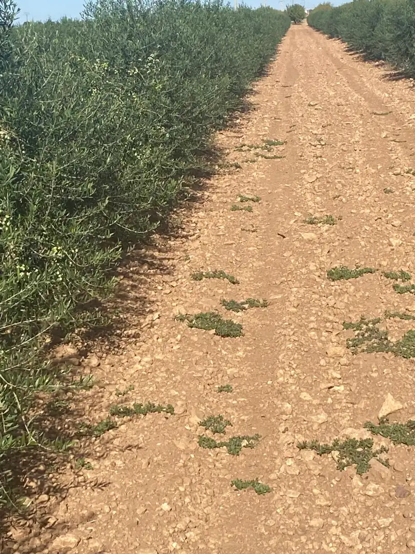 Terreno rustico in vendita a Calle García Pavón, imagen 24