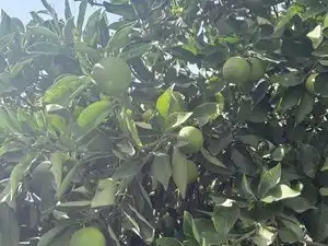 Jardí de Casa o xalet en venda en Tejeda amb Jardí privat, Terrassa i Traster