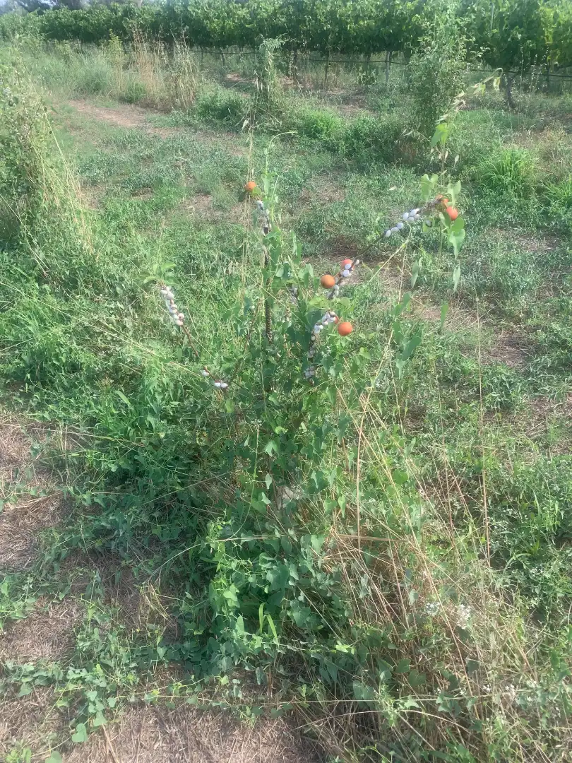 Terreno rustico in vendita a Ginestar, imagen 5