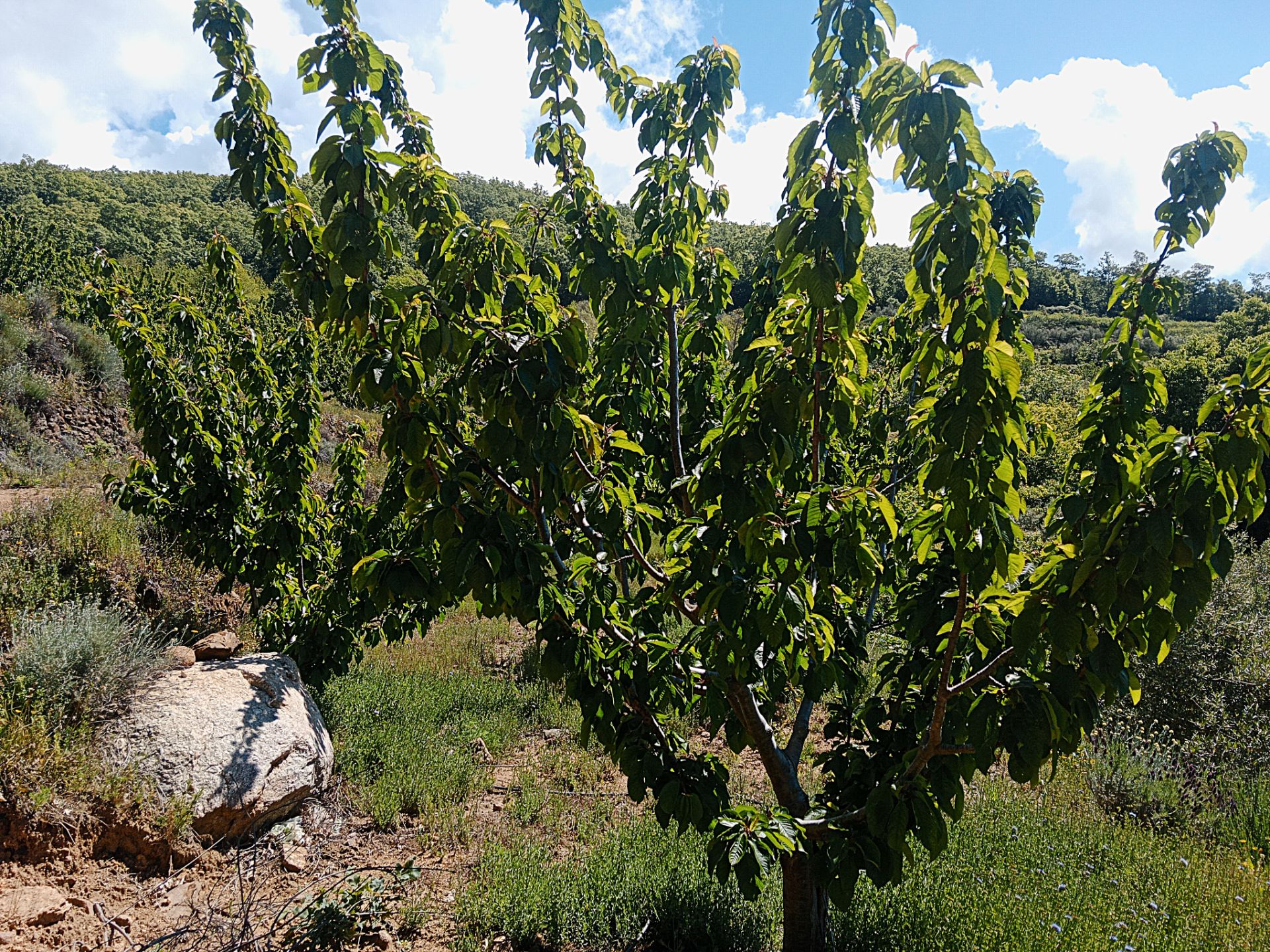 Land for sale in Barrado