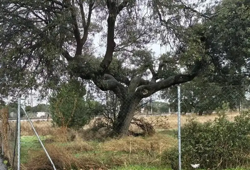 Terreni e lotti in vendita a Avenida de Las Estrellas, imagen 8