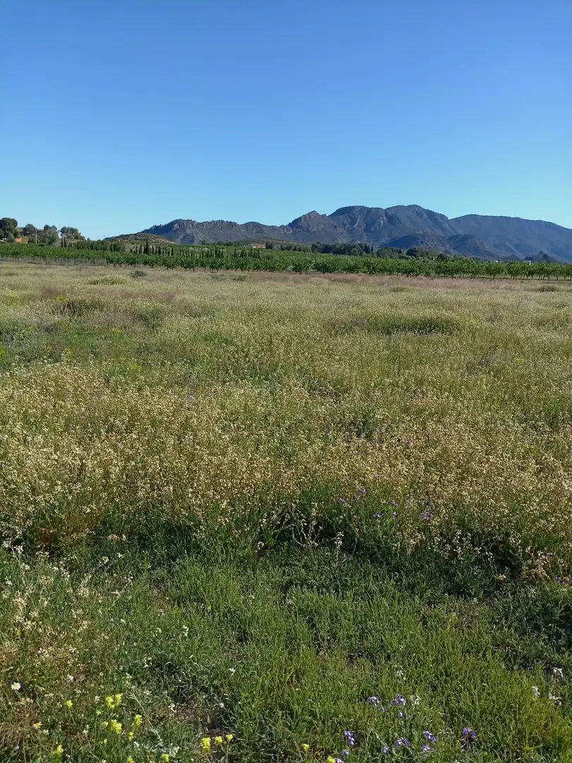 Lands and plots for sale in Ricote, imagen 3