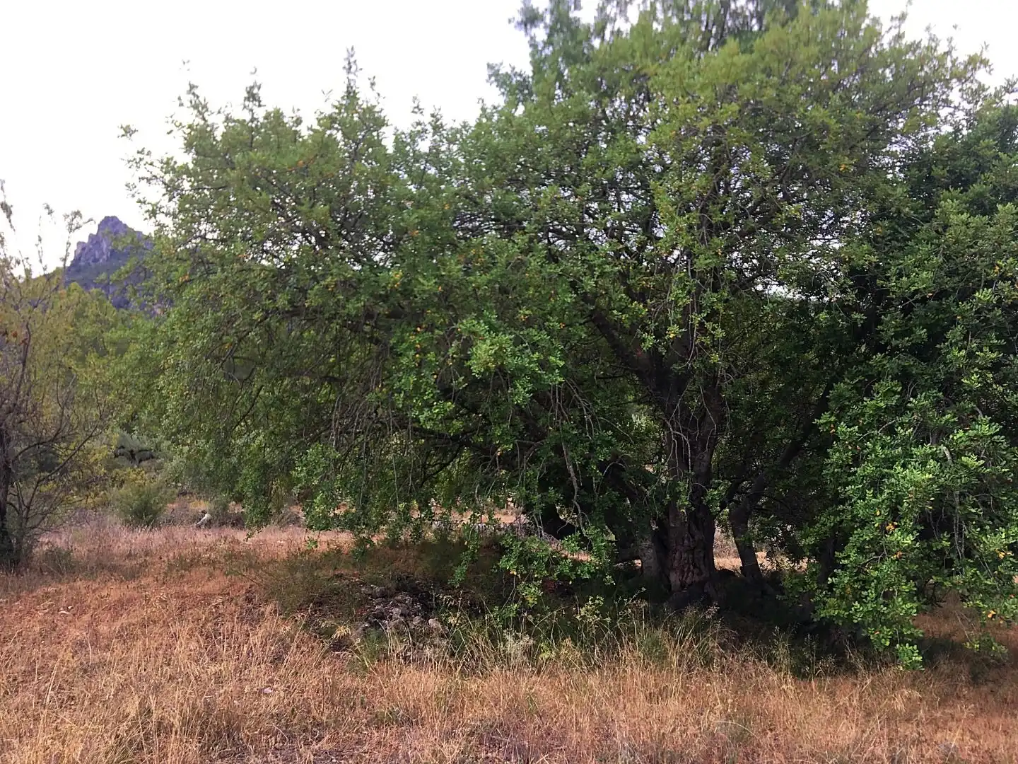 Finca rústica en venda en Benifallet