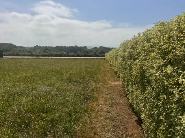 Terrain résidentiel à vendre à Caserio Cortaficio, imagen 12