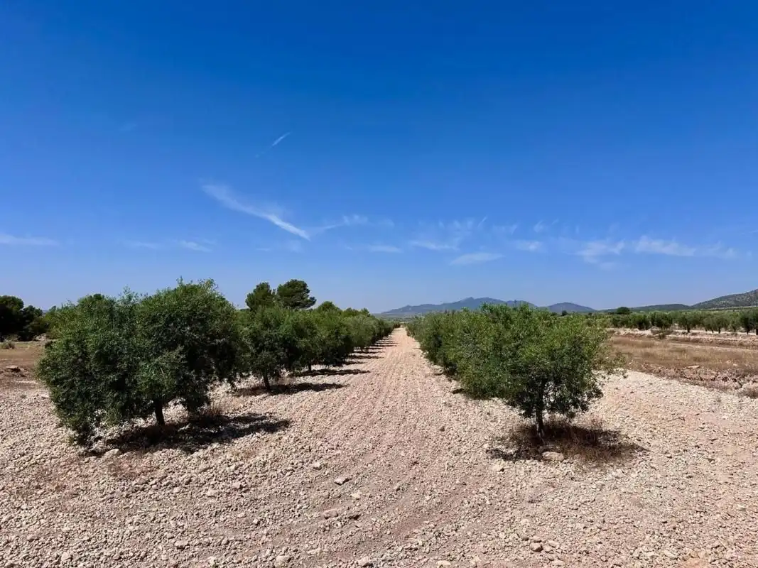 Terrain résidentiel à vendre à Monóvar  / Monòver, imagen 5