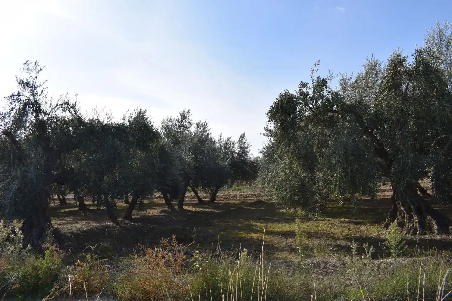 Terreno rustico in vendita a LOS MOLINOS, imagen 9