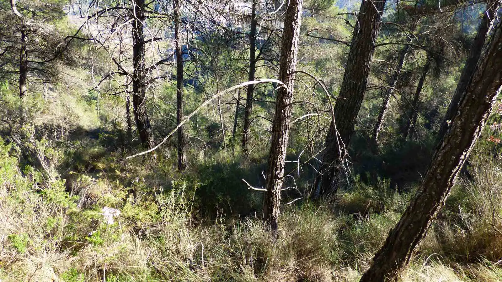 Terrain rustique à vendre à Monistrol de Calders, imagen 19