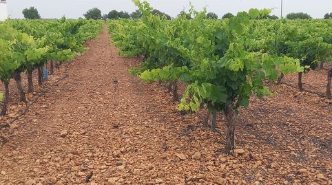 Finca De 9,5 Has De Viña Espaldera Airen En Tomelloso Carretera Ossa, immagine 3