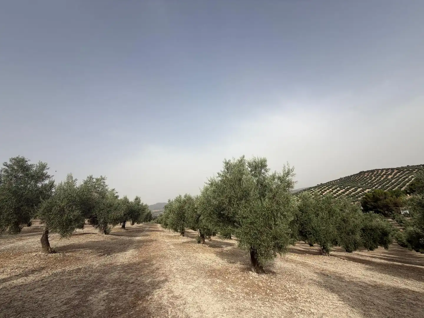 Rural land for sale in Iznalloz, imagen 16