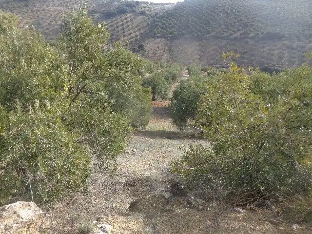 Terreni e lotti in vendita a Huelma, imagen 9