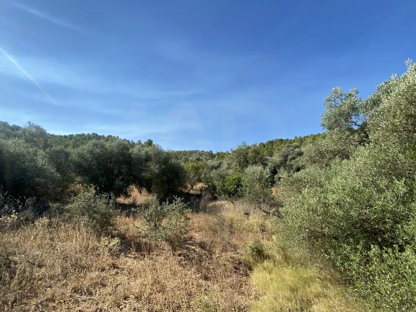 Terrain rustique à vendre à Ascó, imagen 37