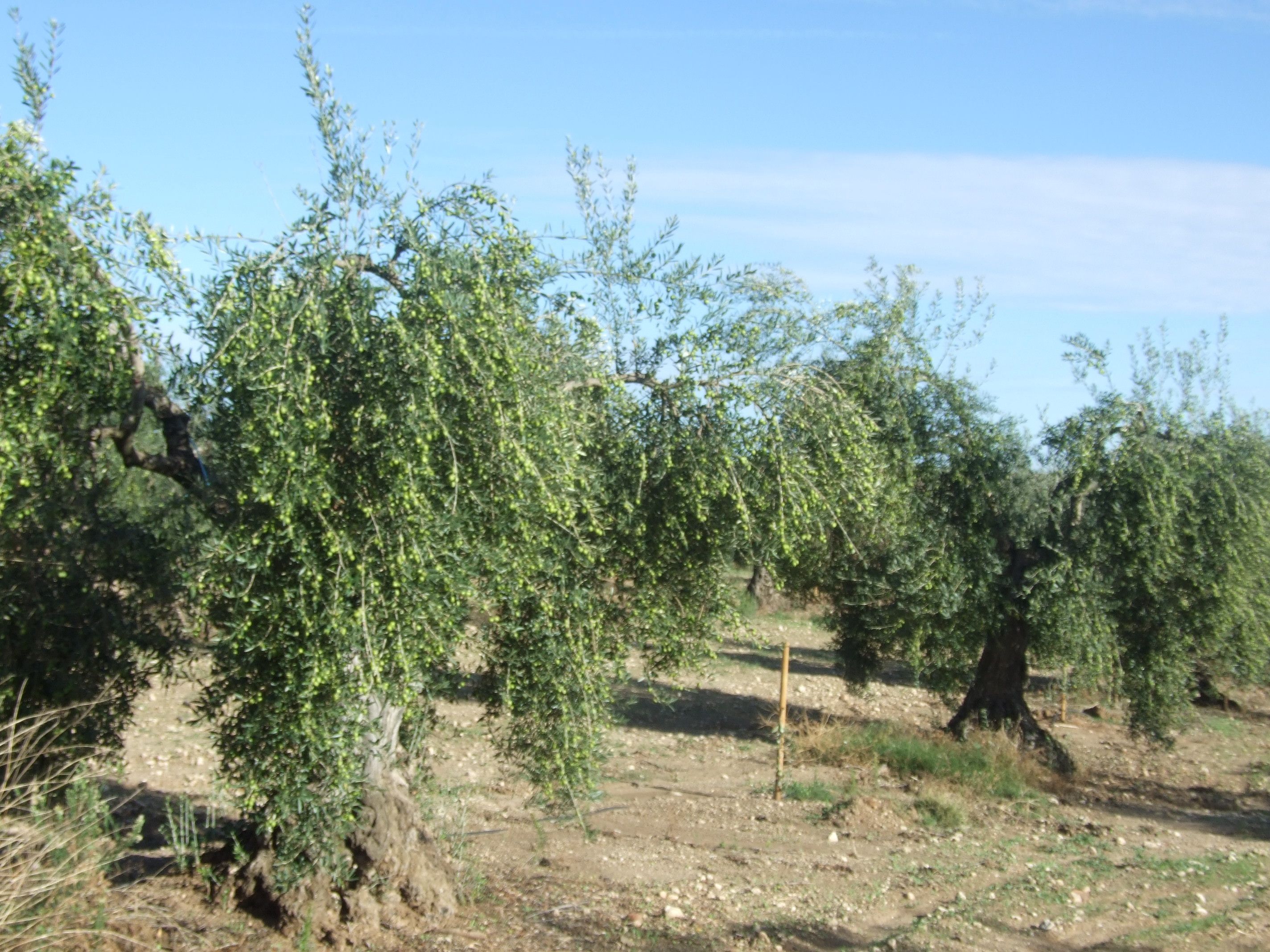 Garden of Land for sale in Calzadilla de los Barros
