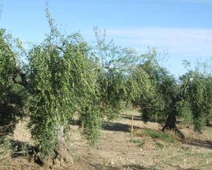 Garten von Grundstücke zum verkauf in Calzadilla de los Barros