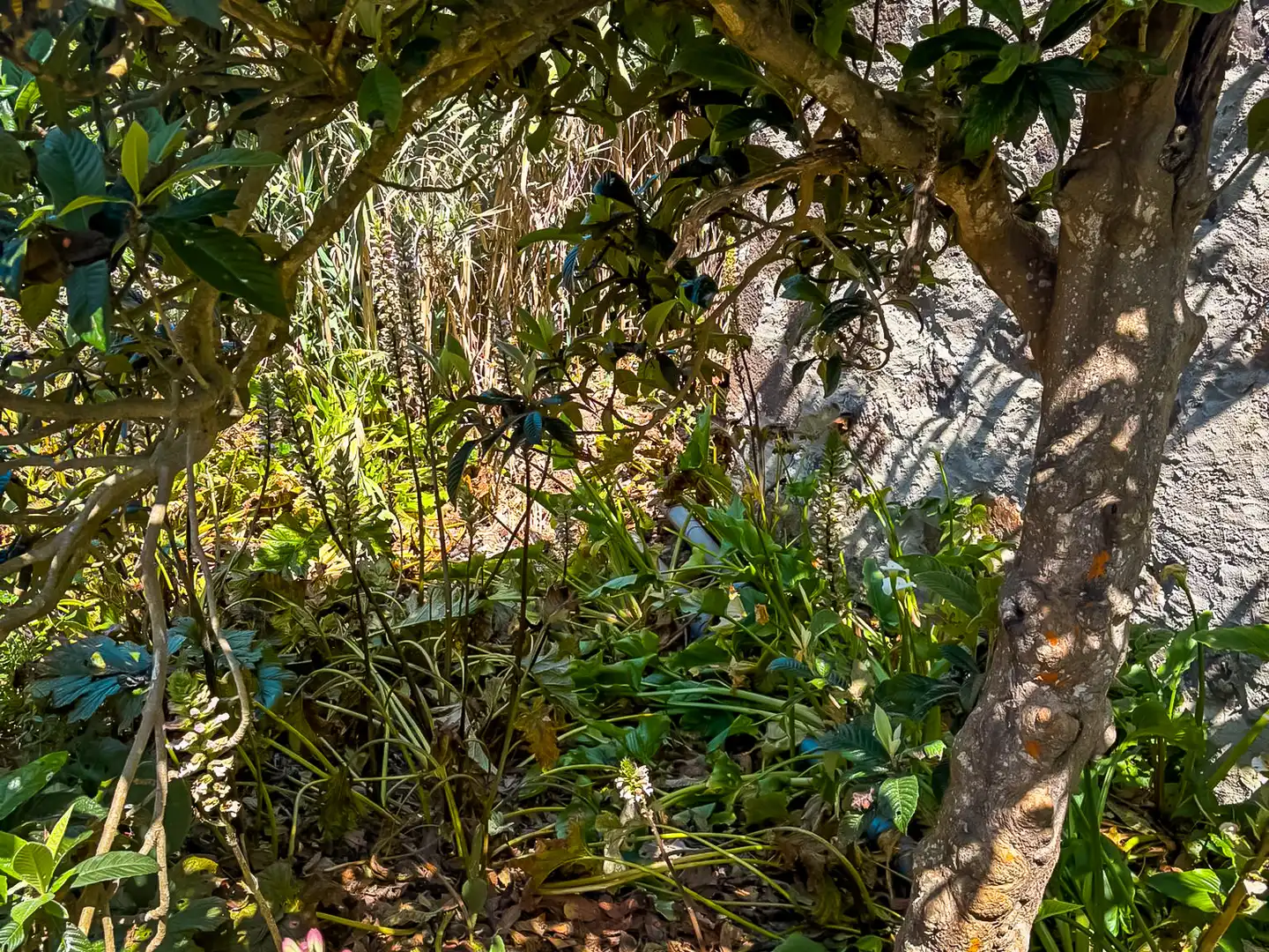 Jardín de Casa o chalet en venta en Valleseco