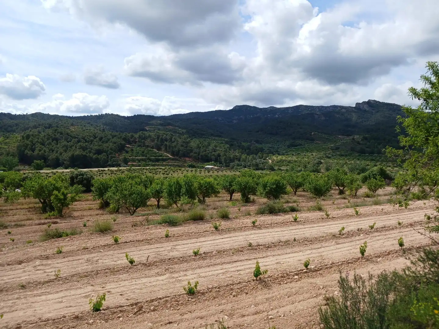 Rural land for sale in Corbera d'Ebre, imagen 17