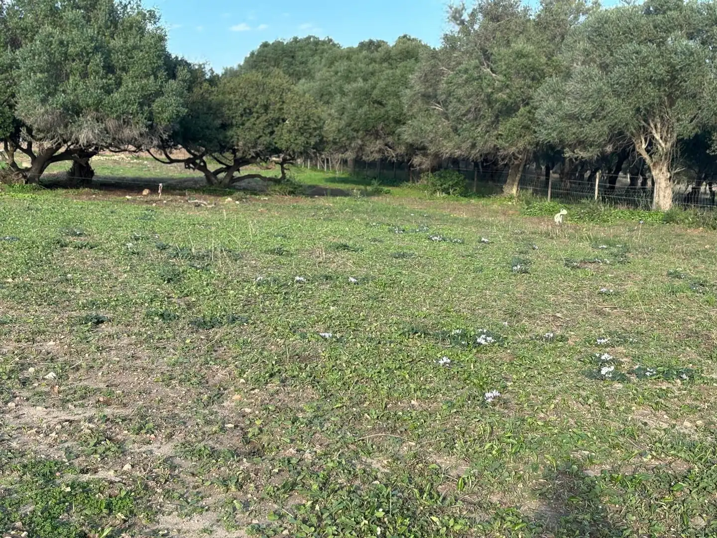 Terreni e lotti in vendita a Vejer, imagen 15