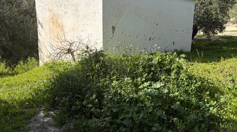 FINCA OLIVAR CON NAVE Y SUBVENCIÓN, immagine 5