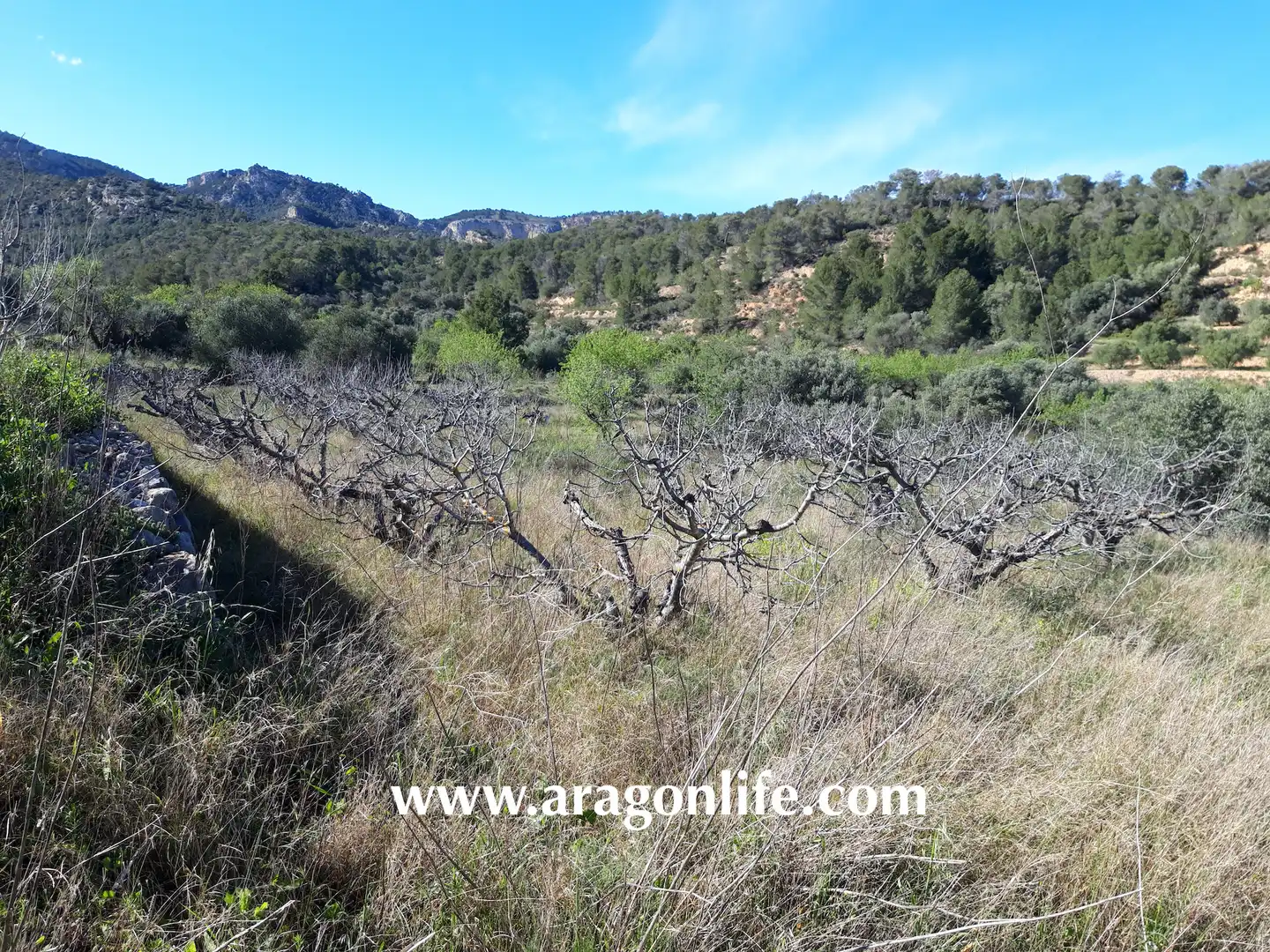 Country homes for sale in El Pinell de Brai