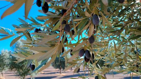 Foto 4 de Finca rústica en venda a Cretas, Teruel