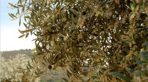 Foto 2 de Finca rústica en venta en N/a, La Granadella, Lleida