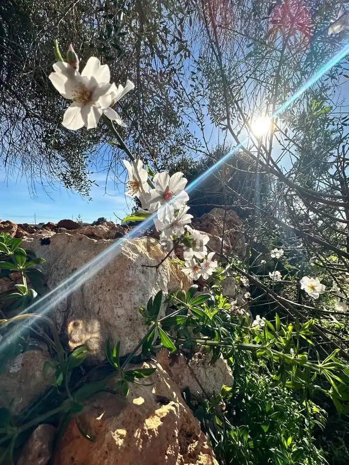 Garden of Residential for sale in Ciutadella de Menorca