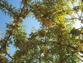 Jardín de Finca rústica en venta en Felix
