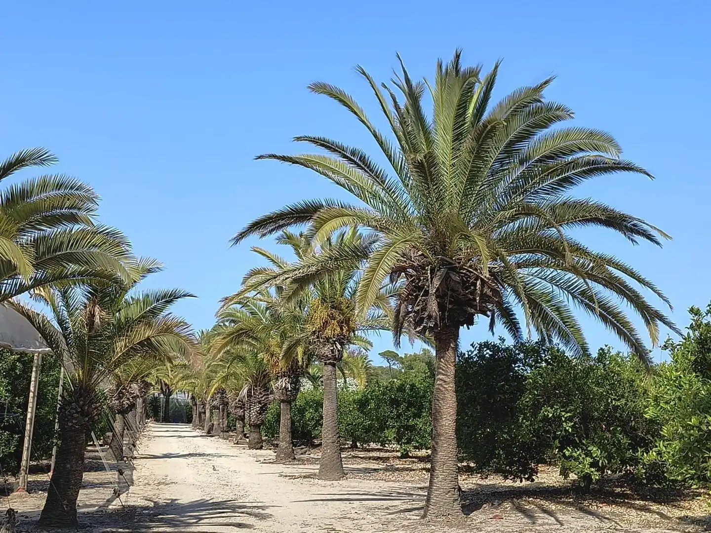 Vista exterior de Finca rústica en venta en Cullera con Calefacción, Jardín privado y Terraza
