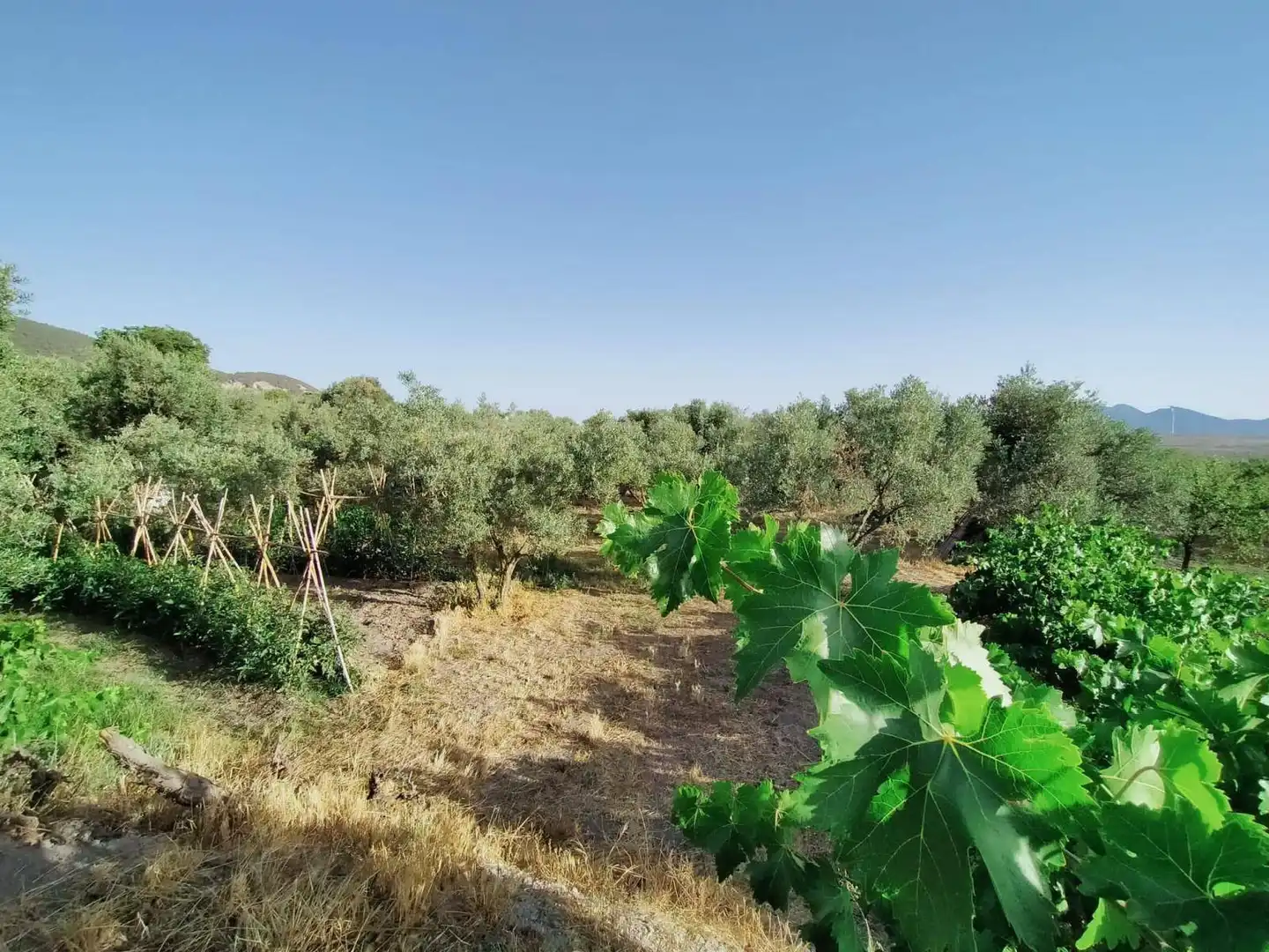 Lands and plots for sale in Nigüelas, imagen 4