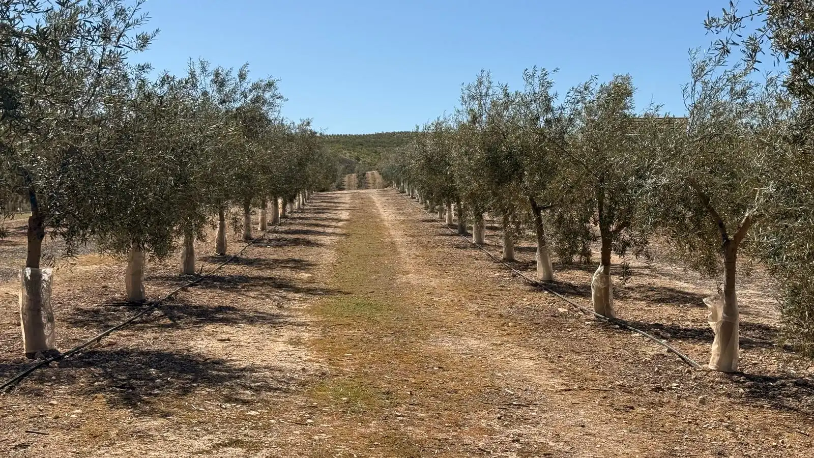 Land for sale in Ventas de Huelma
