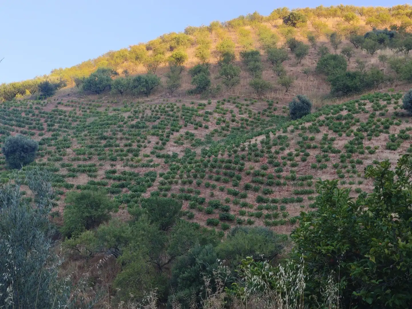 Terrenys i solars en venda a Colmenar, imagen 19