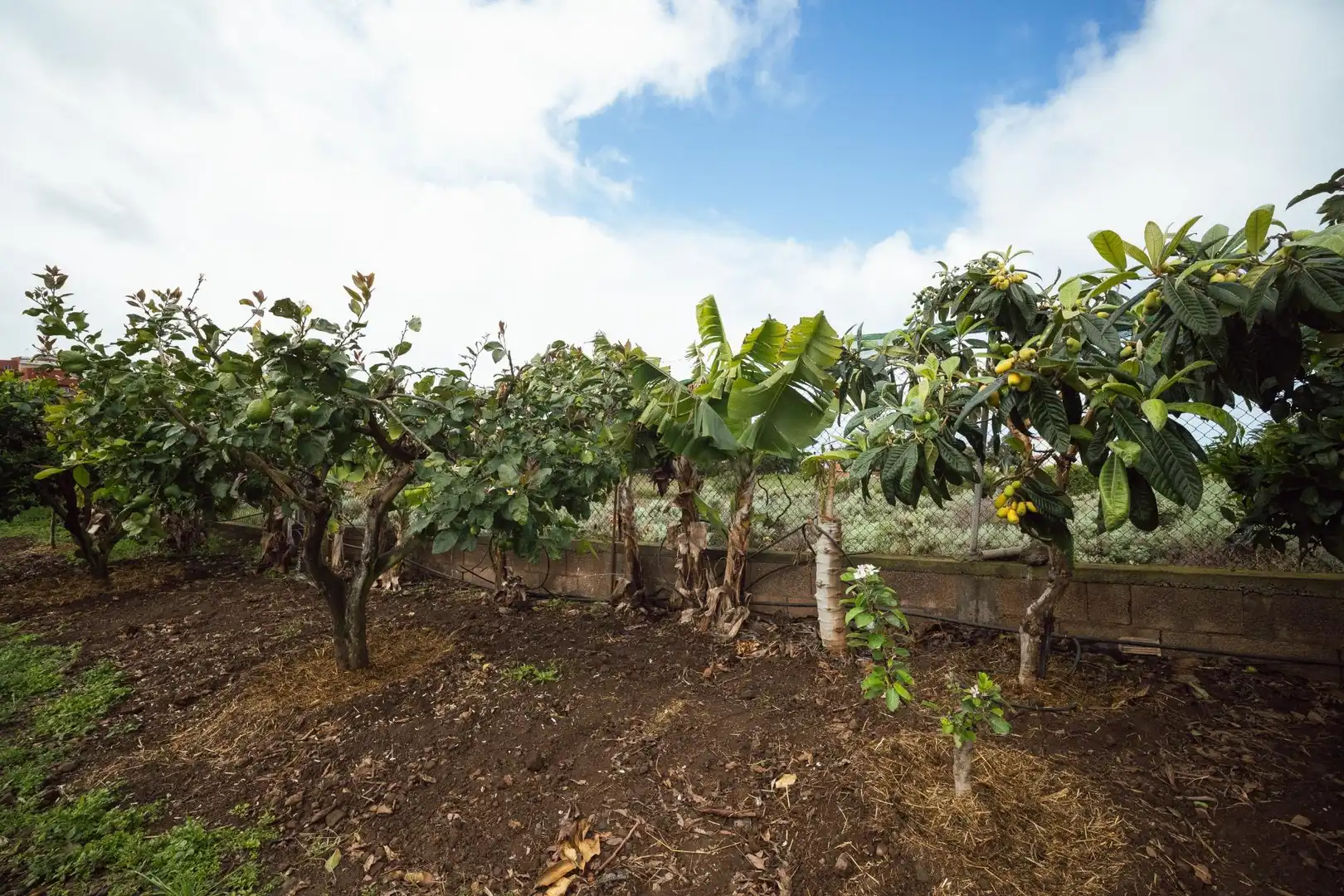 Jardín de Finca rústica en venta en El Sauzal