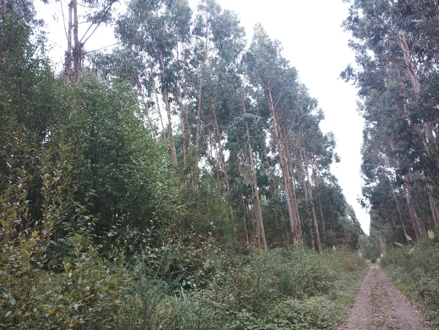 Terreny rústic en venda a Valdoviño, imagen 5