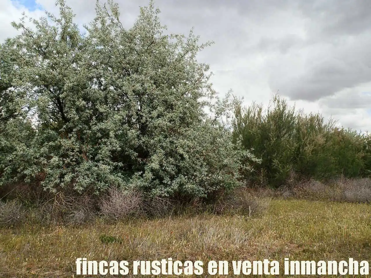 Terreny rústic en venda a Alcázar de San Juan, imagen 5