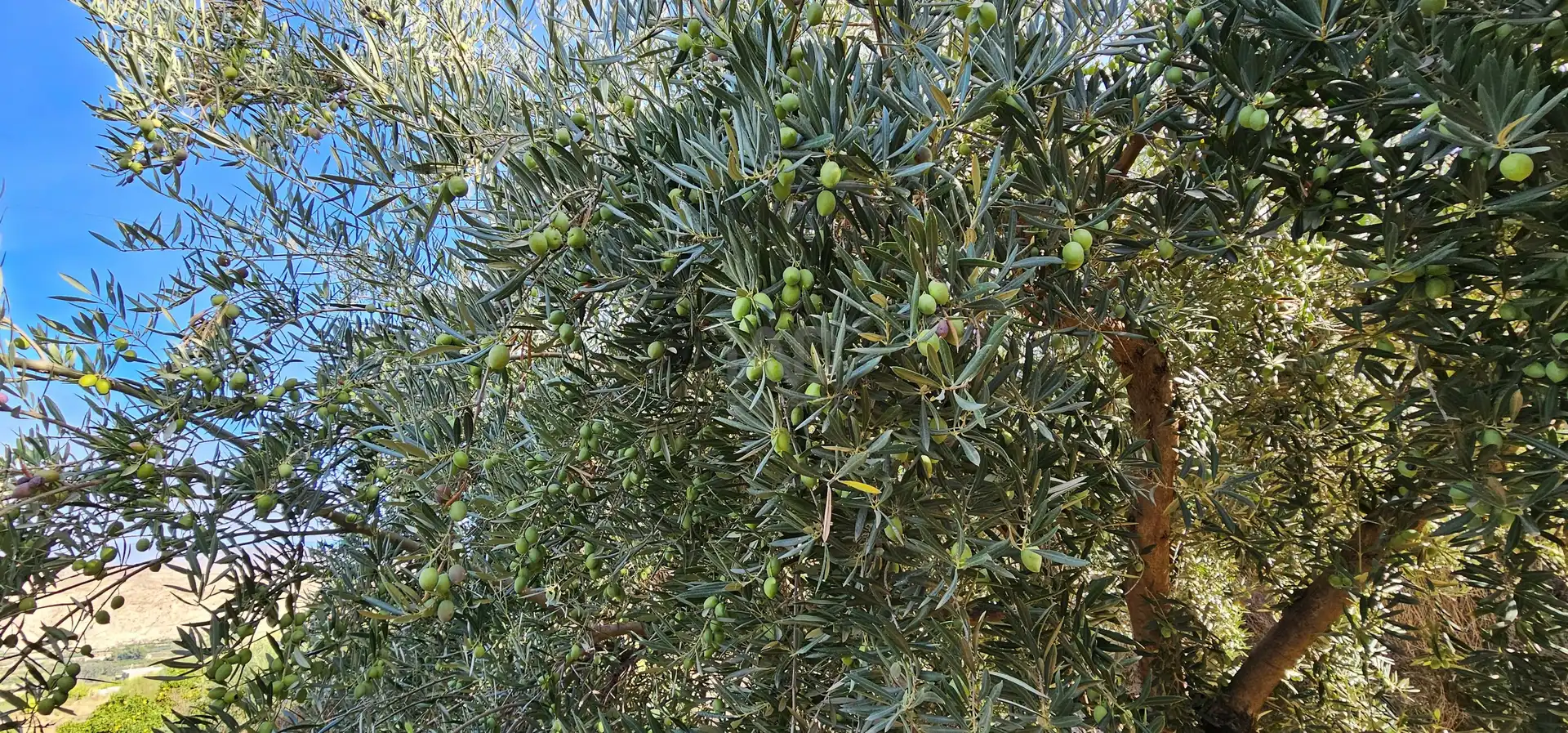Garten von Grundstücke zum Verkauf in Bentarique