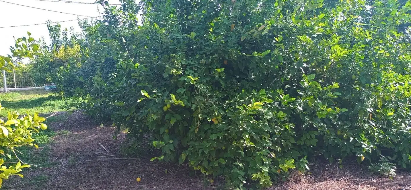 Wohnbaugrundstück zum Verkauf in Pedanías Oeste, imagen 5
