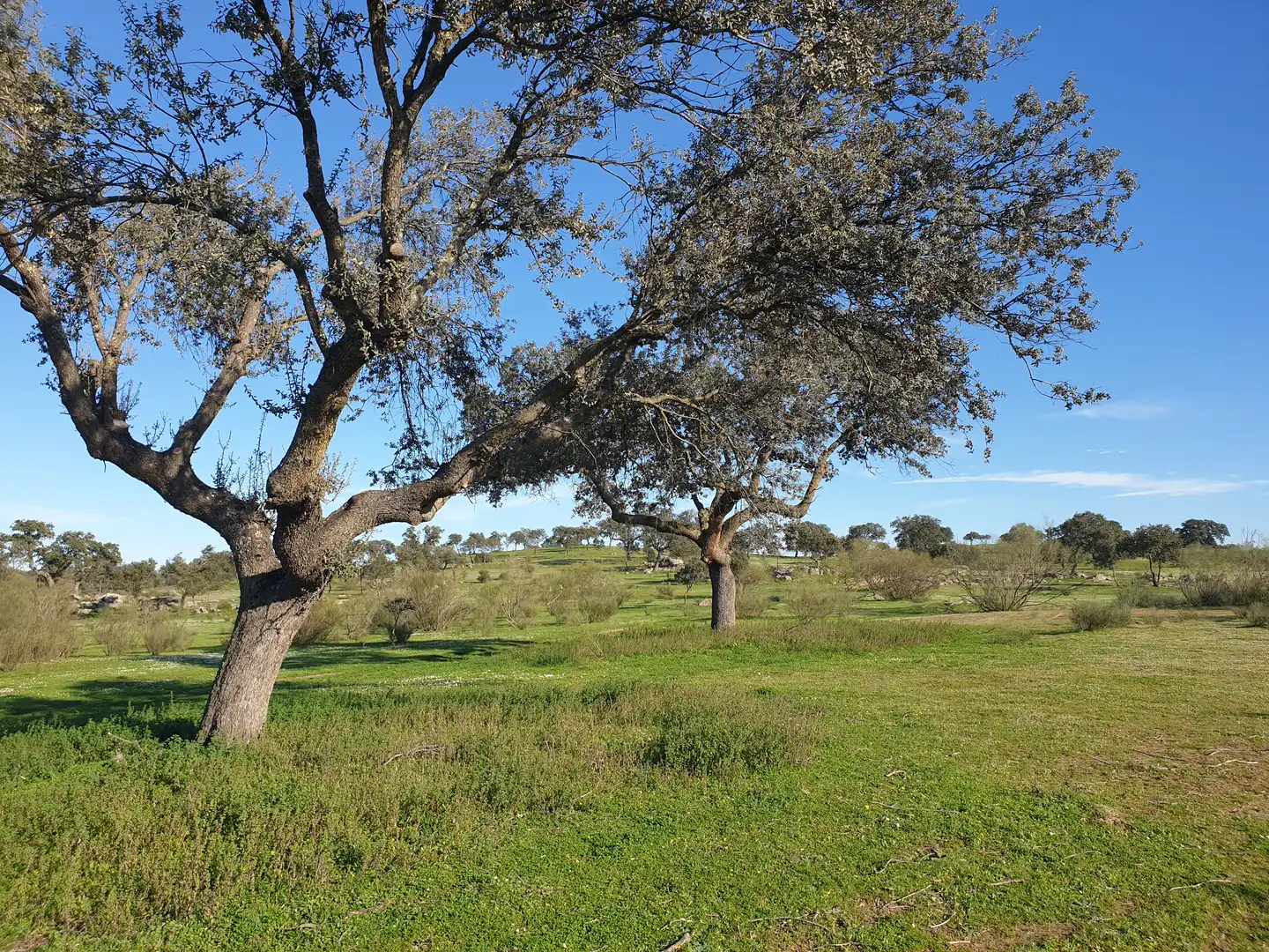 Terreni e lotti in vendita a Quintana de la Serena