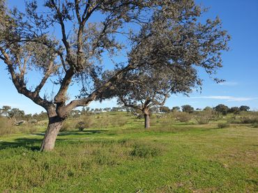Terreno rustico in vendita a Quintana de la Serena