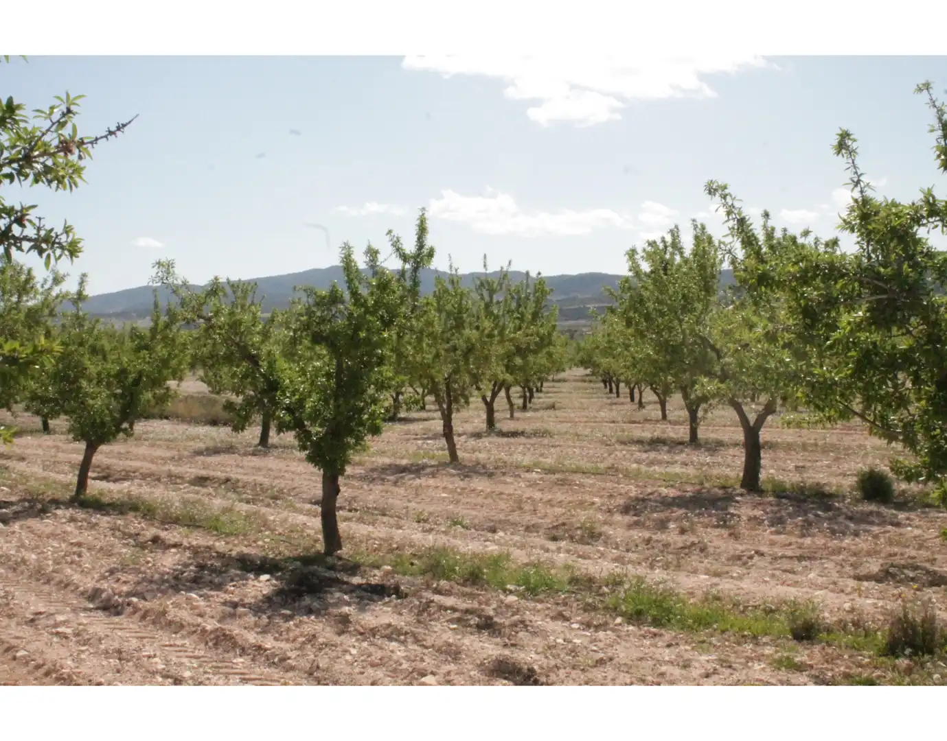 Country house for sale in Jumilla, imagen 30