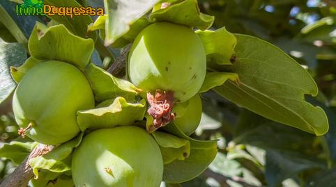 Foto 2 de Finca rústica en venda a Camino Pre Ramal del Molino, Pol.3, La Zubia Ciudad, Granada
