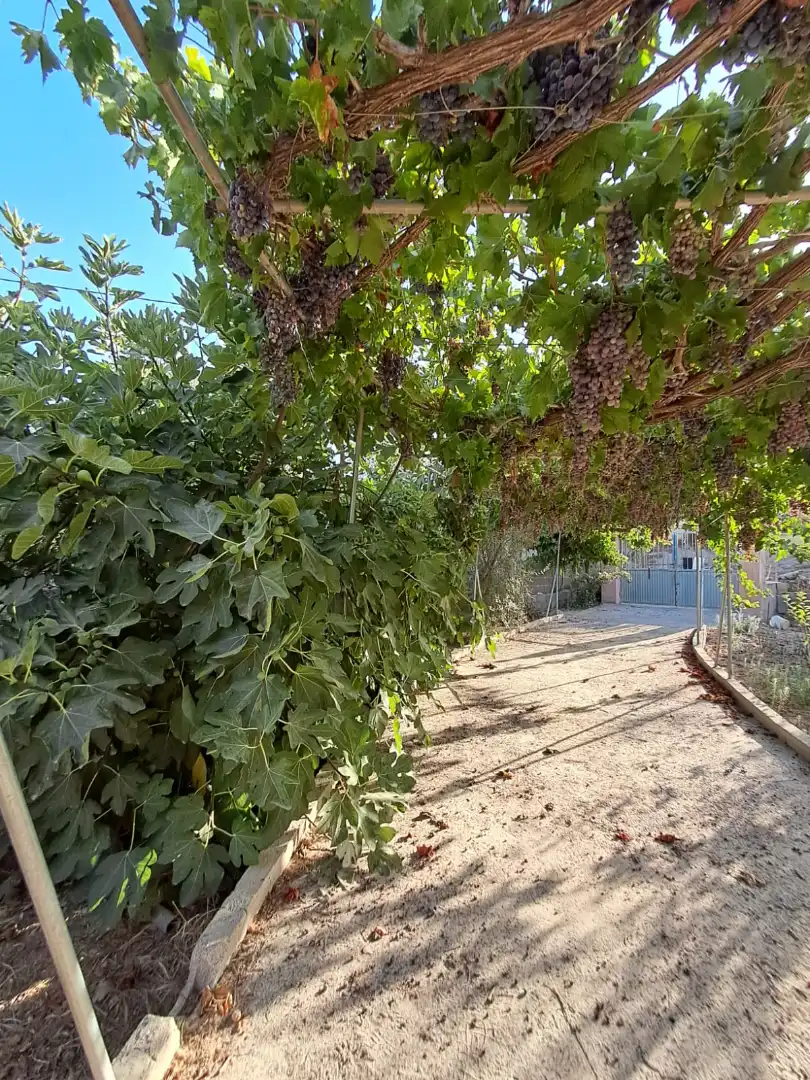 Jardín de Finca rústica en venta en Berja