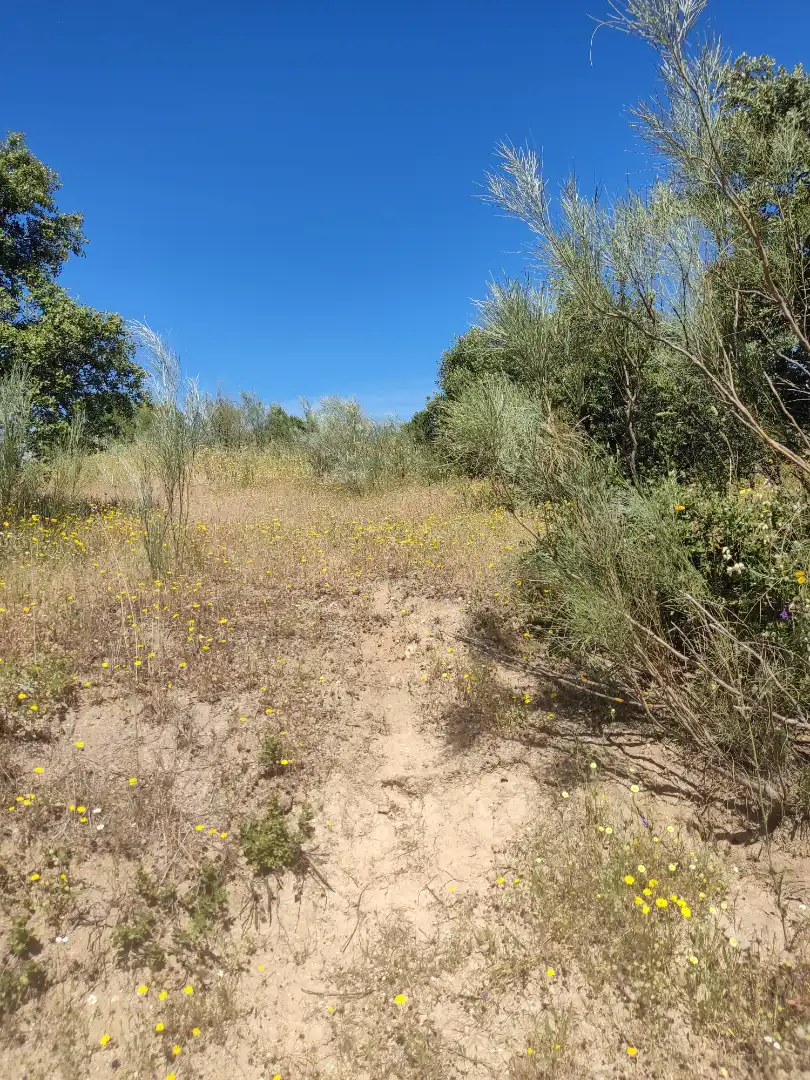 Land for sale in Navalcarnero
