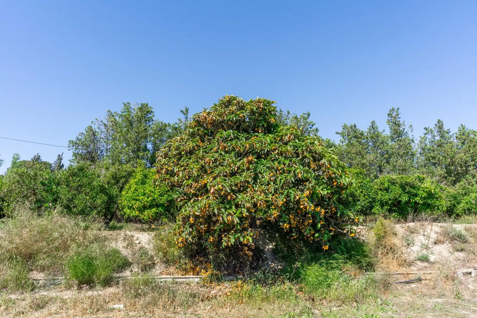 Terreno en venta en Tíjola